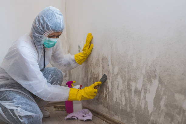 Best Fast Mold Removal  in Sallisaw, OK