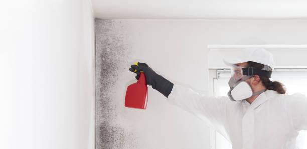 Professional Mold Removal in Sallisaw, OK