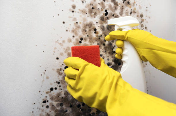 Best Water Damage Restoration  in Sallisaw, OK