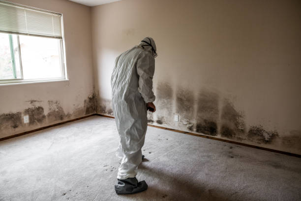 Best Attic Mold Removal  in Sallisaw, OK
