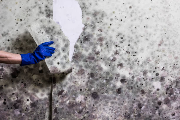 Best Affordable Mold Removal  in Sallisaw, OK