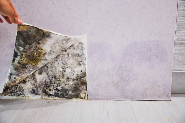 Best Attic Mold Removal  in Sallisaw, OK